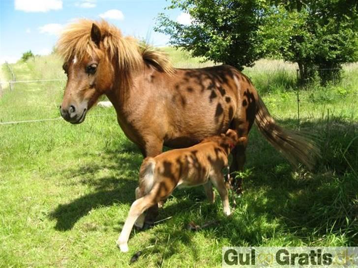 Shetlænder Lulu - 7) Lulu og Anton, da Anton var nyfødt. billede 11