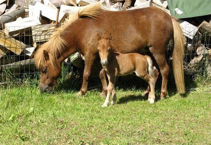 Shetlænder Lulu - 8) Igen Lulu og Anton, da Anton var nyfødt. billede 12