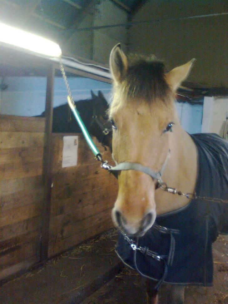 Anden særlig race Sonny - Venter på at komme ind i sin nystrøet boks:-) billede 12