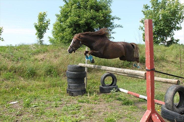 Welsh Pony (sec B) Maccoy, (Udlånt). Ejer: Annika Rosenqvist - Coy springer med lethed en okser på 1,20 m. og endda første gang ha´n ser en okser i sit liv :) Så mor er meget stolt <3<3 billede 14