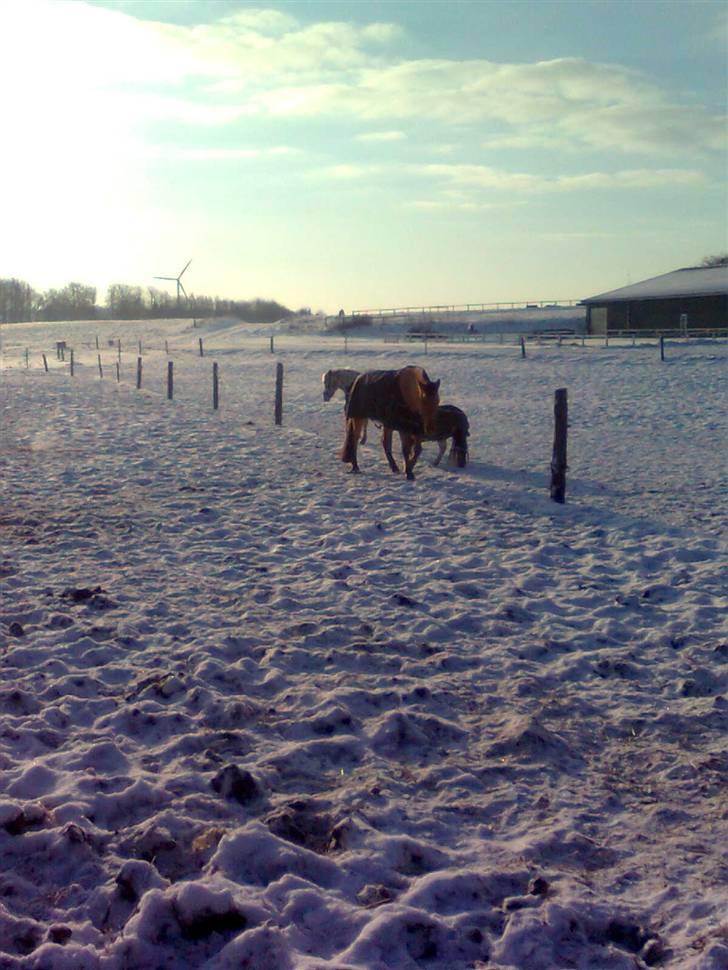 Anden særlig race Sonny - Sonny på vej op til leddet en kold vinterdag billede 13