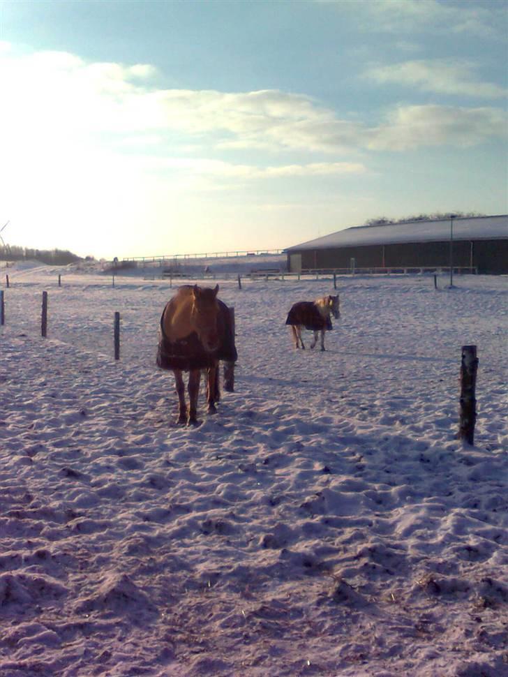 Anden særlig race Sonny - Smiler:-) billede 14