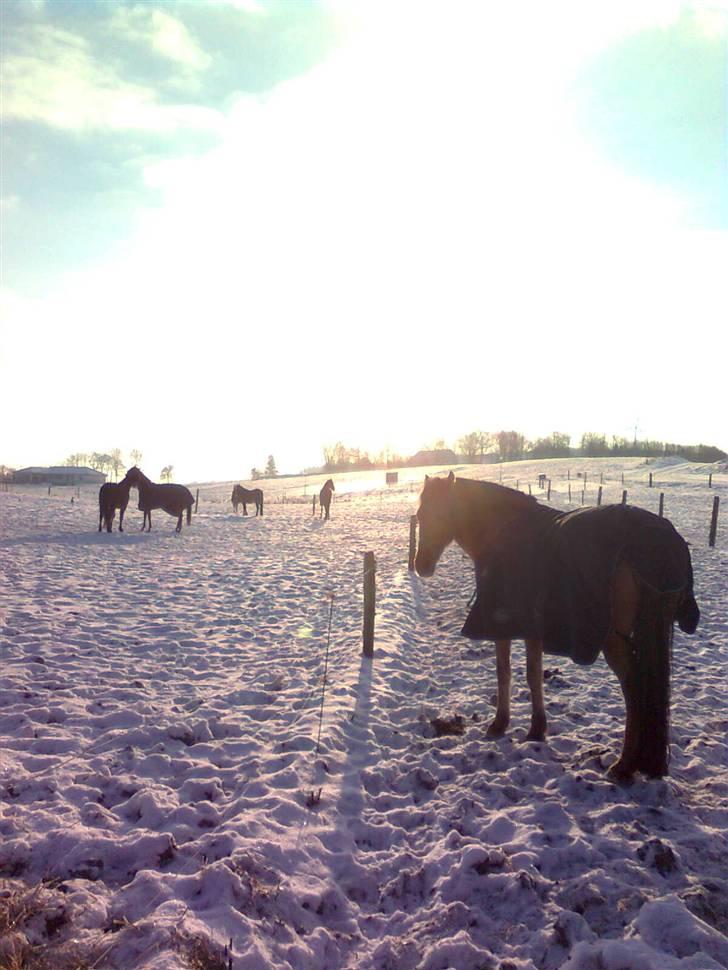 Anden særlig race Sonny - Meget sødt:-) undskylder kvalitetet, men der var meget stærkt sollys og taget med mobil billede 15