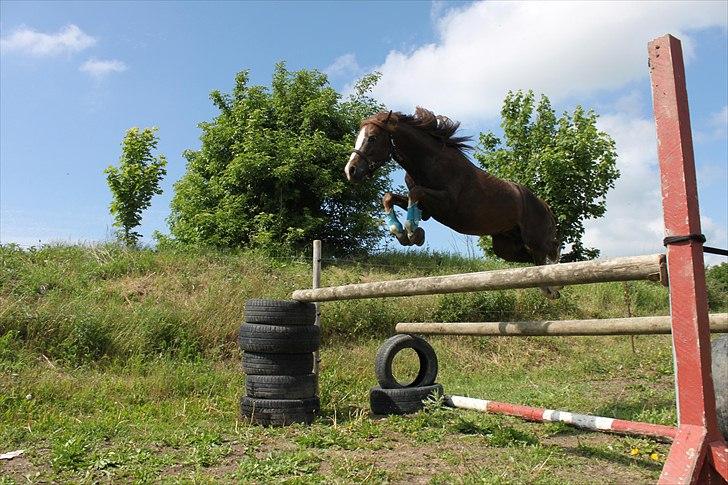 Welsh Pony (sec B) Maccoy, (Udlånt). Ejer: Annika Rosenqvist - Endnu et spring på en okser på 1,20 m. og som man tydeligt kan se spring han langt over så han er helt klart et spring talent  <3<3 billede 15