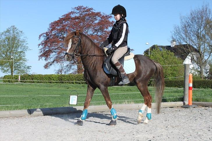 Welsh Pony (sec B) Maccoy, (Udlånt). Ejer: Annika Rosenqvist - Emma & Maccoy  billede 16