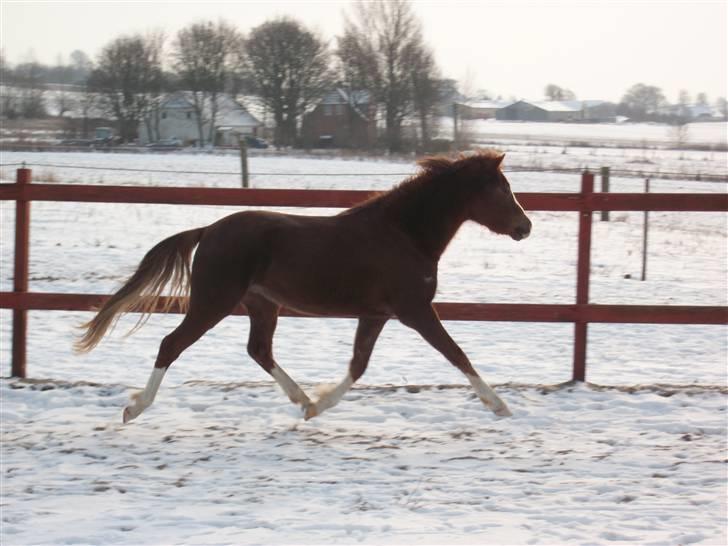 Welsh Pony (sec B) Maccoy, (Udlånt). Ejer: Annika Rosenqvist - Dejlig fri trav =o) billede 17