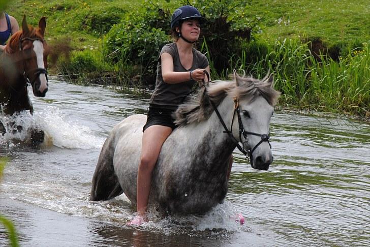 Trakehner ».Rakhan<3 | SOLGT ;'( | - ´´ååhhh det er såååé sjovt det her vand!!! <3 billede 19