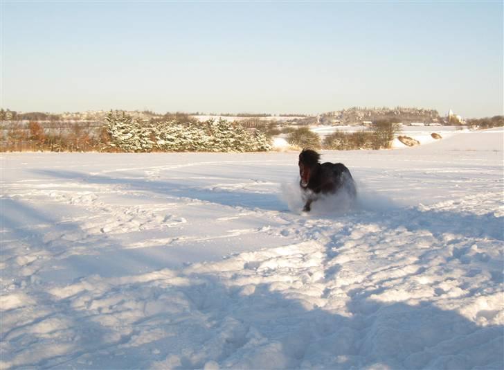 Islænder Sleipnir fra Hammelsvang - Sleipnir i fuld galop over snedækket mark :) billede 12