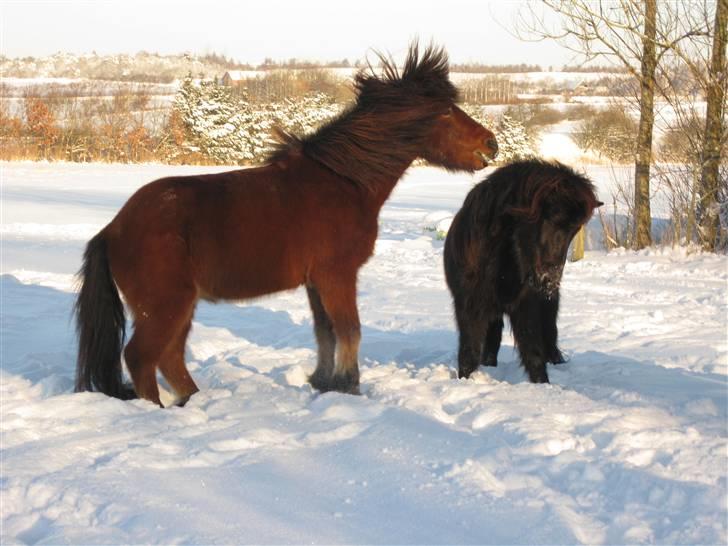 Islænder Sleipnir fra Hammelsvang - Sleipnir og Kvásir bøvler rundt på marken i frost vejret (: billede 13