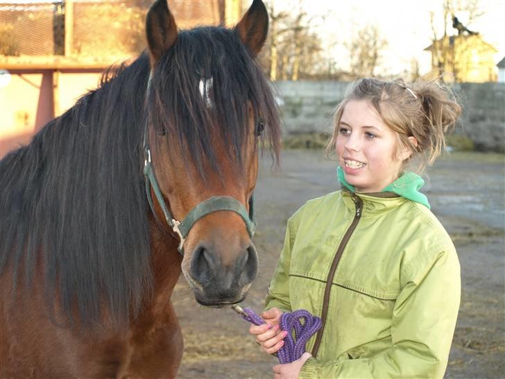 Welsh Pony af Cob-type (sec C) HaymosA'kato -givet bort  billede 2