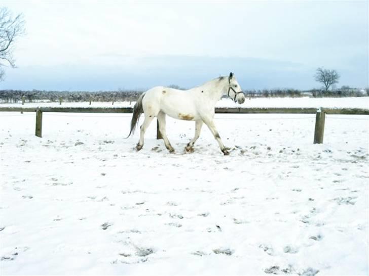 Knabstrupper Zenya Chanel SOLGT billede 11