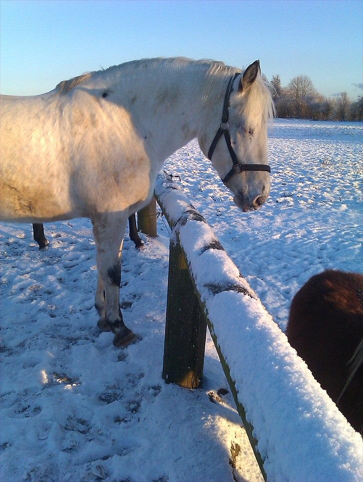 Knabstrupper Zenya Chanel SOLGT billede 12