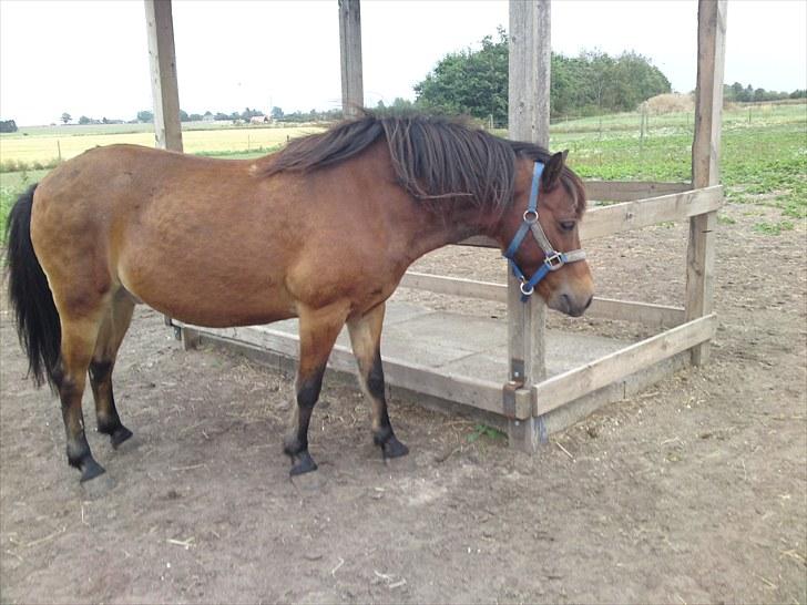 Gotlandsruss Tarpan's  Ikon R.I.P - det klør billede 4