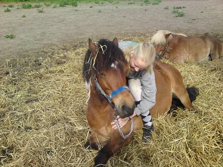 Gotlandsruss Tarpan's  Ikon R.I.P - vi passer bare sammen ikon du er den bedste pony billede 6