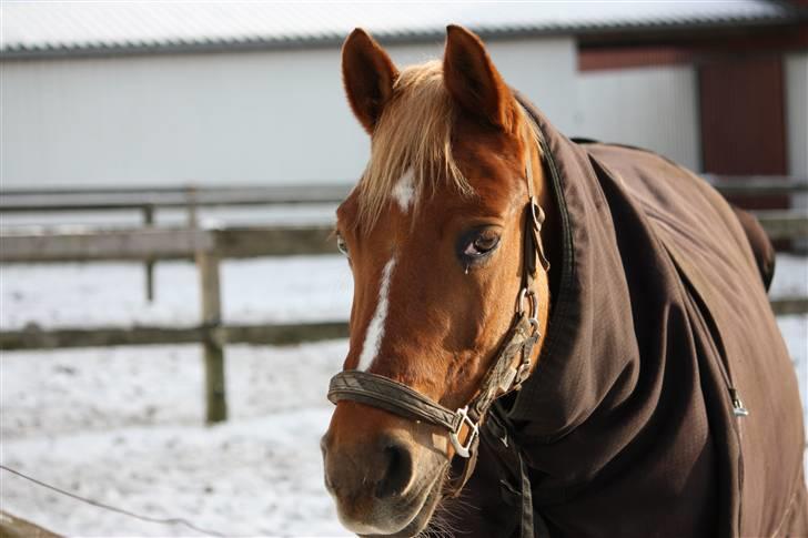 Hollandsk Sportspony Olivier - Taget af: Mette Teglers. billede 2