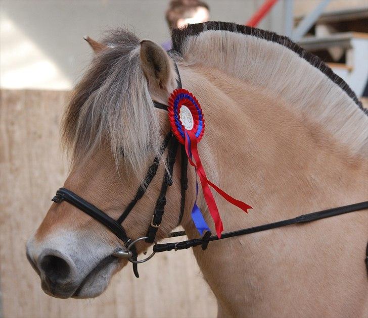 Fjordhest Pongo -  efter U-LF :)    Foto: Annika Larsen billede 3