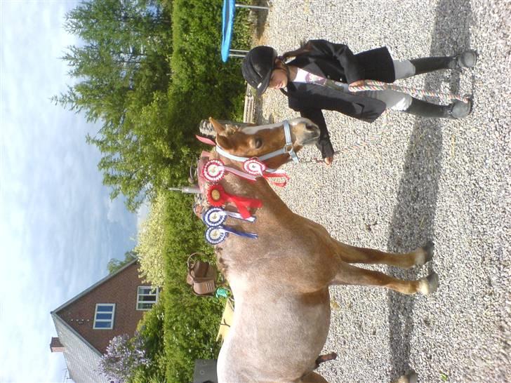 Welsh Mountain (sec A) R.I.P Shadow  billede 12