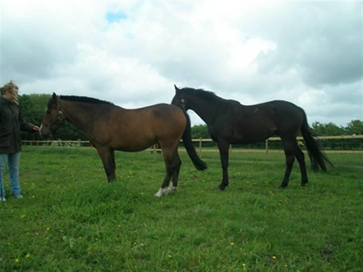 Trakehner Lazio - Lazio og Baron på fold billede 20