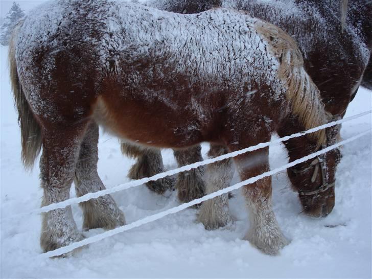 Jyde Camilla Af Aggersgård - dec 2009 sne sne og atter sne  billede 7