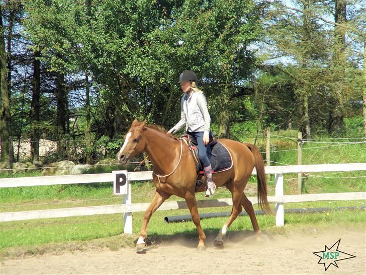 Welsh Partbred (Sec F) Woldstreeks Quentin - Kids Camp v. Ute Lehman 07 billede 4