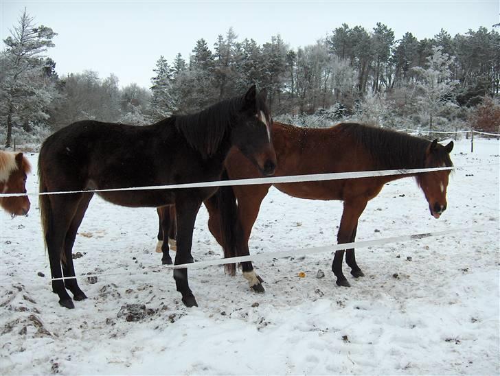 Trakehner Diabell Dihantho, billede 13