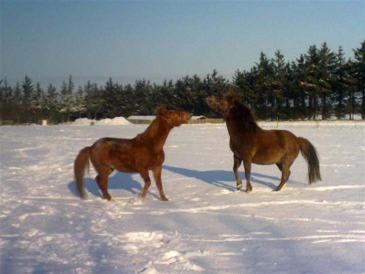 Anden særlig race Fleur - Fleur der "bøvler" med sin søn Gaffa:) billede 17