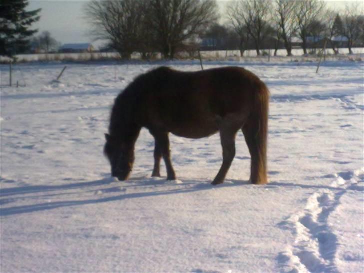 Anden særlig race Fleur billede 18