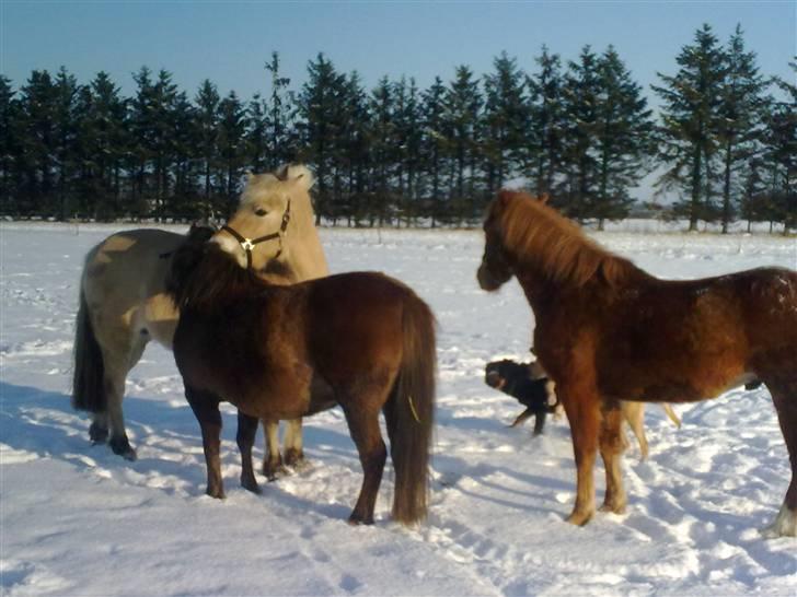 Anden særlig race Fleur - Fleur der nusser med Andrea billede 19