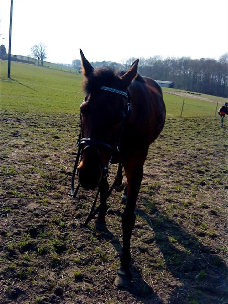 Traver April New SOLGT =( billede 17