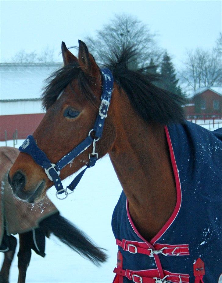 Anden særlig race Lotte R.I.P 19/10  - Smuk!! Foto mig :) billede 6
