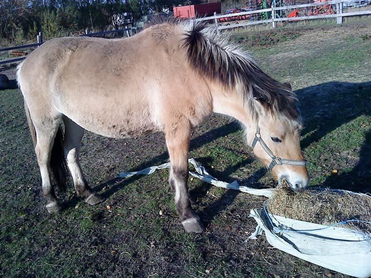 Fjordhest Tulle*Byttet* billede 2