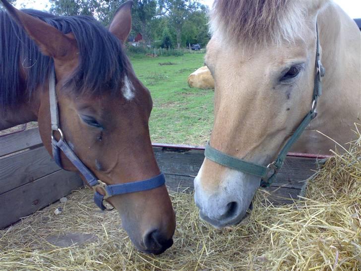 Fjordhest Tulle*Byttet* billede 3