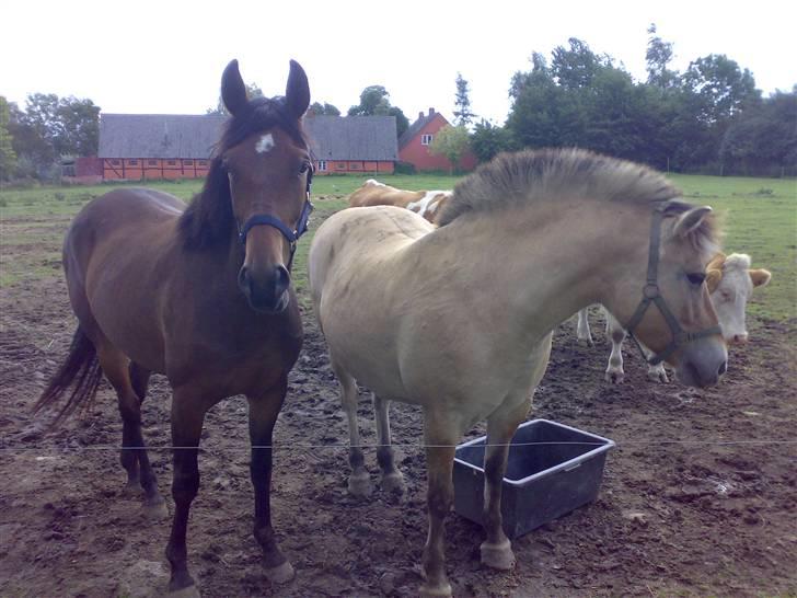 Fjordhest Tulle*Byttet* billede 4