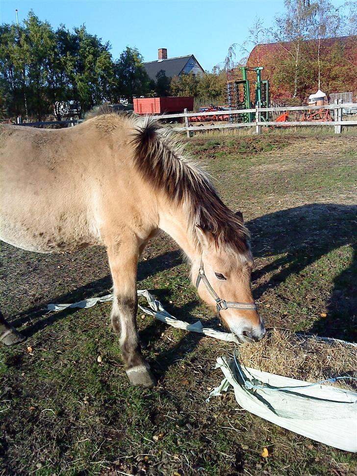 Fjordhest Tulle*Byttet* billede 5