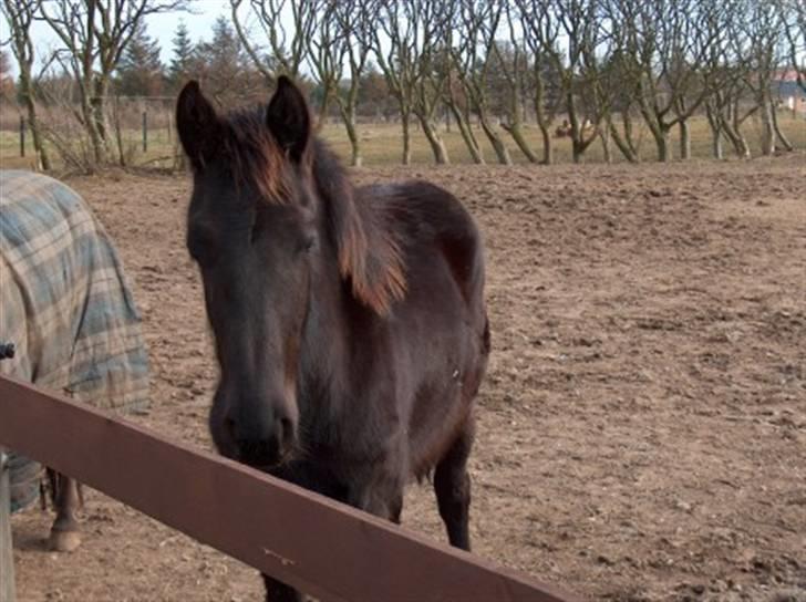 Frieser Søndergaards Kenai - Ca 7 mdr gammel billede 2