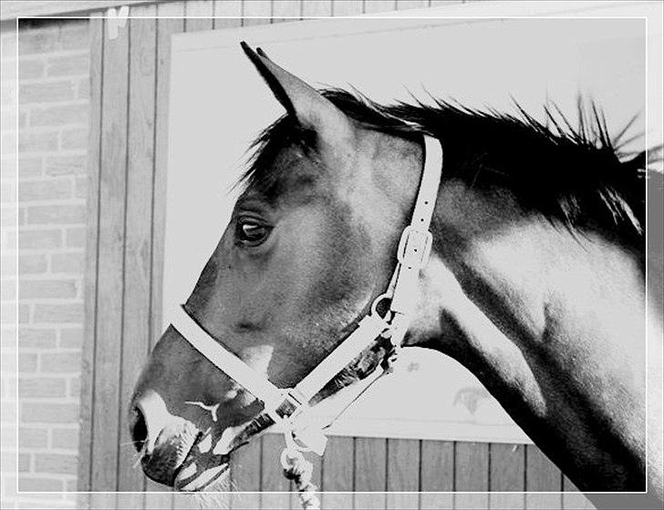 Anden særlig race Chiquita *Bananen* - Dejlige Chiquita. billede 9