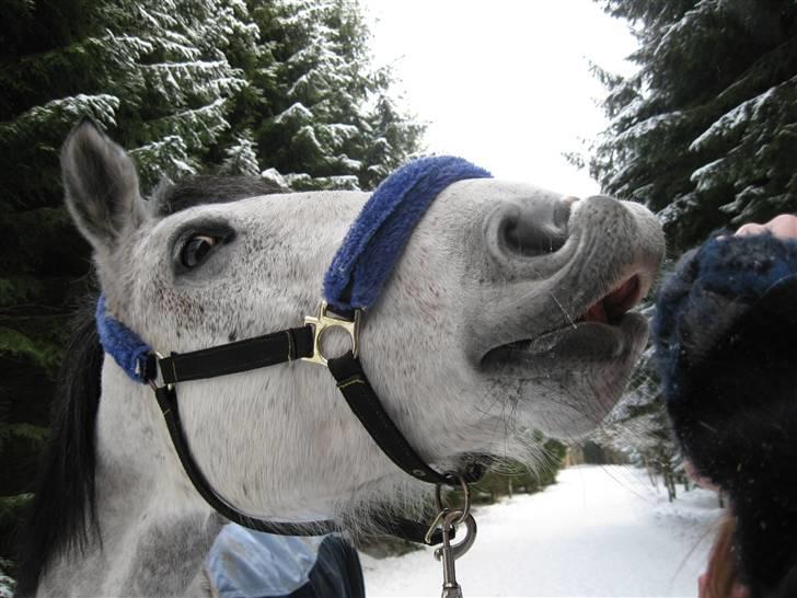Anden særlig race Marie After Eight - simpelthen så godt fanget. vi var en tur i skoven i snevejeret :D *foto* Mismismis  billede 19