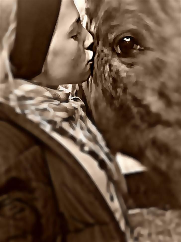 Knabstrupper gipsy (gamle part) - gipsy og ida s; billede 18