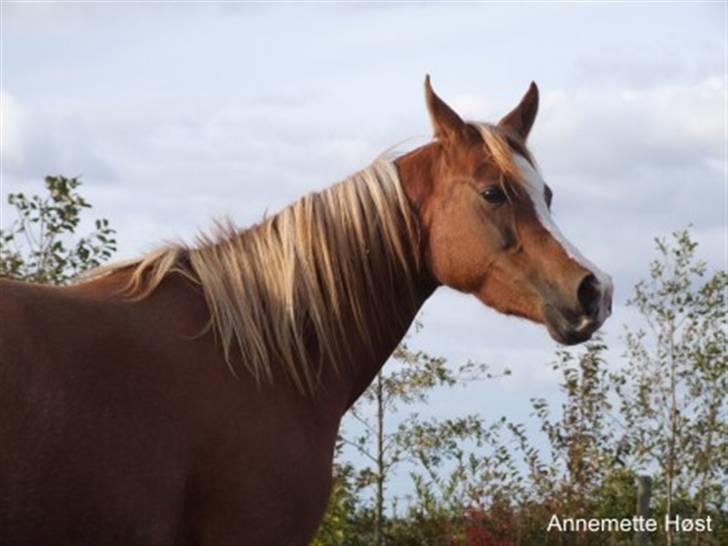 Arabisk fuldblod (OX) Al Wahiba Janan - SOLGT billede 10