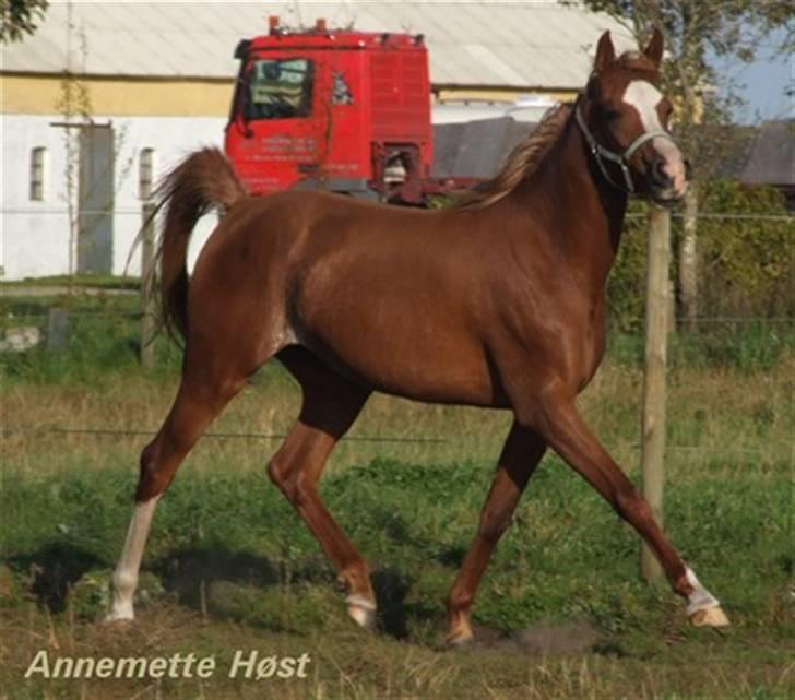 Arabisk fuldblod (OX) Al Wahiba Janan - SOLGT billede 12