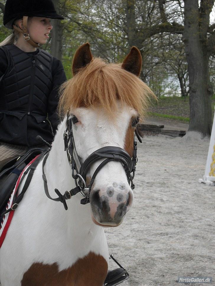 Pinto Rasmus - Til Spring Træning d. 11/5-10 ;) <33 taget af: Laura <33 billede 5