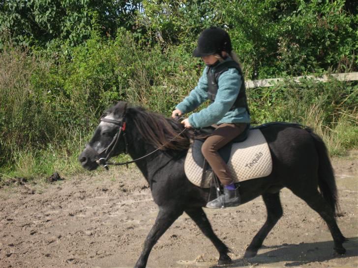 Anden særlig race Tequila. - jaeh!! en lille smulle trav<3 billede 3