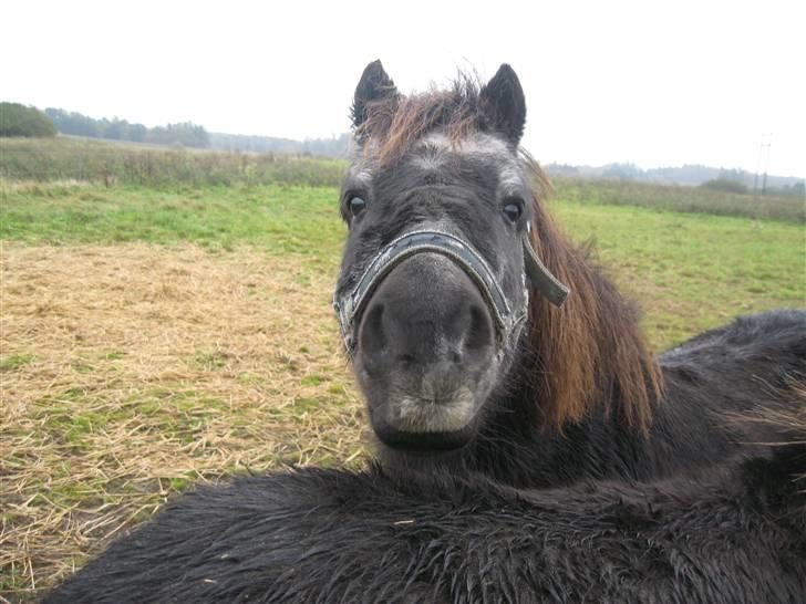 Anden særlig race Tequila. - hej mor jeg er her hallo <3 argh moar jeg viste ikke du havde kamara med !! billede 4