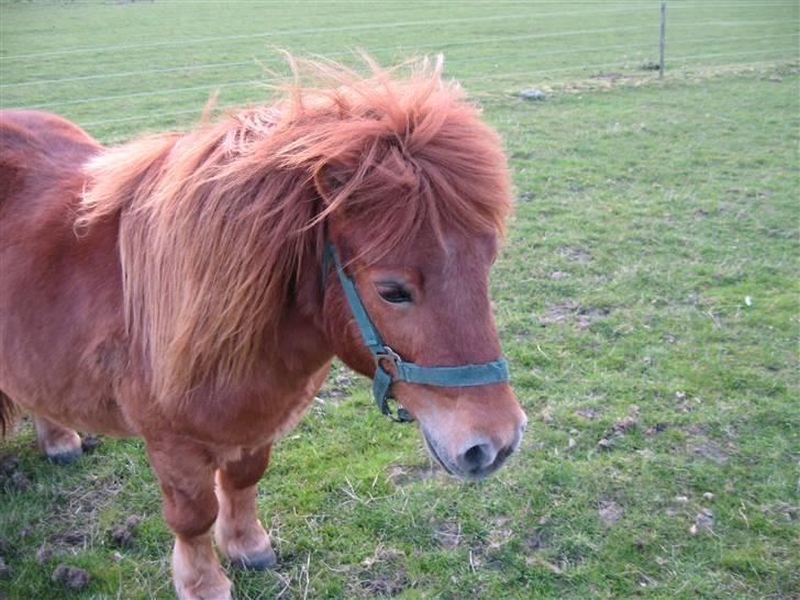 Anden særlig race Mikkel -  - se lige den lækre man<3 billede 12