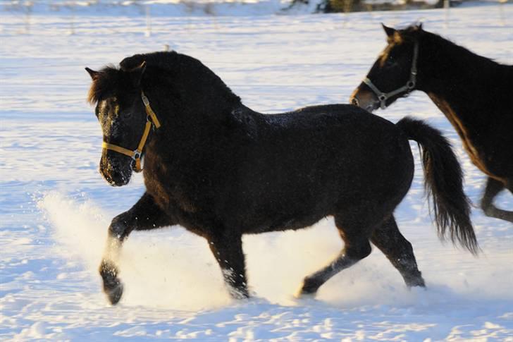 New Forest Lindholms Micky - Jaa, han kan sandelig godt... billede 2
