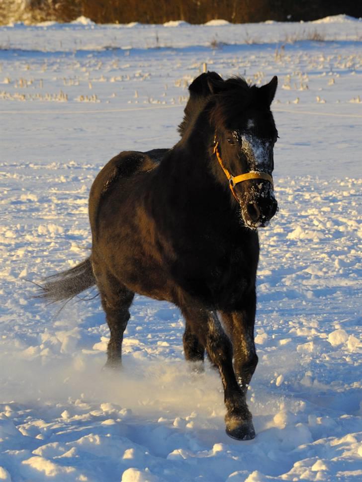 New Forest Lindholms Micky - Lille Micky løber i fuld fart... Juhu det er super skønt ! ! ! billede 3