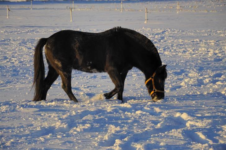 New Forest Lindholms Micky - Søde Micky pus <33 billede 4