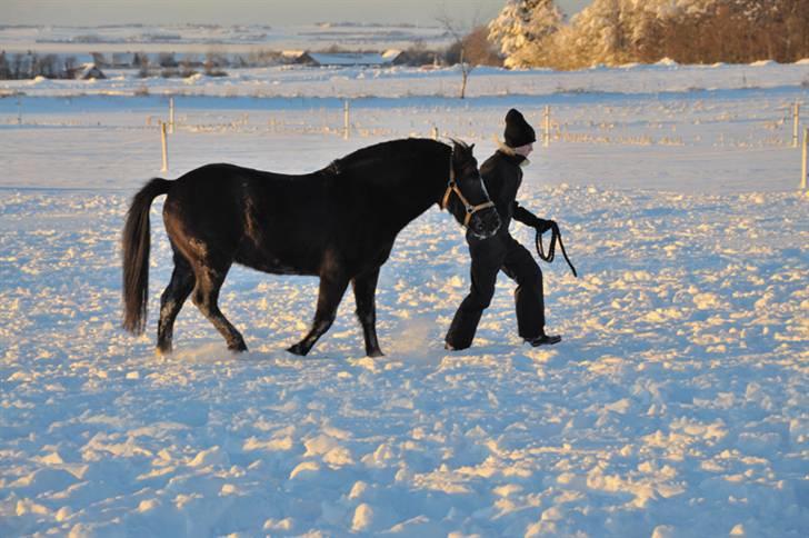New Forest Lindholms Micky - Micky på vej ind, sammen med Isabella... billede 5