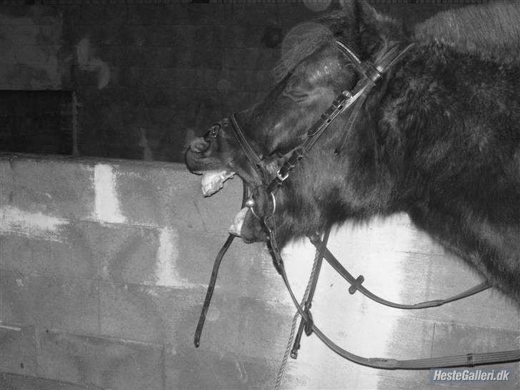 New Forest Lindholms Micky - Nu er han blevet træt :) billede 6