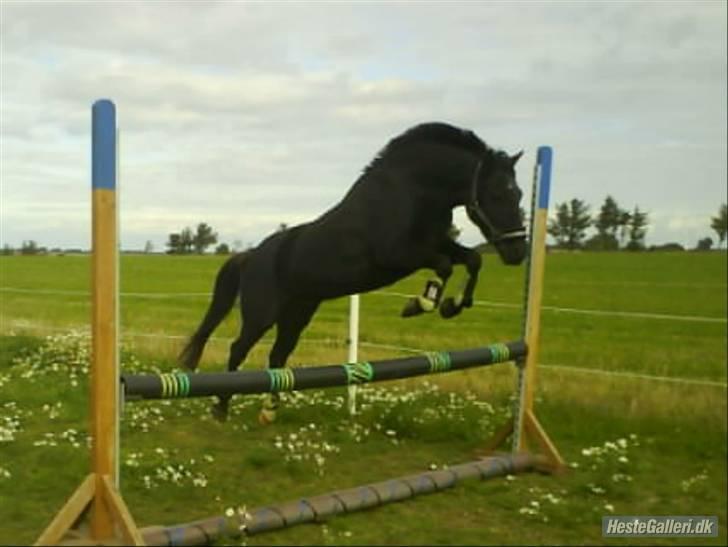 New Forest Lindholms Micky - Micky løsspringer... billede 7